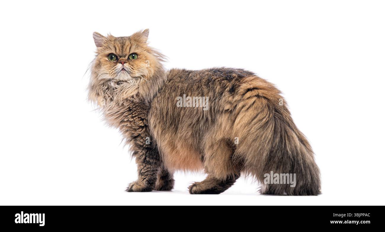 Chat persan debout et regardant en arrière sur fond blanc Banque D'Images