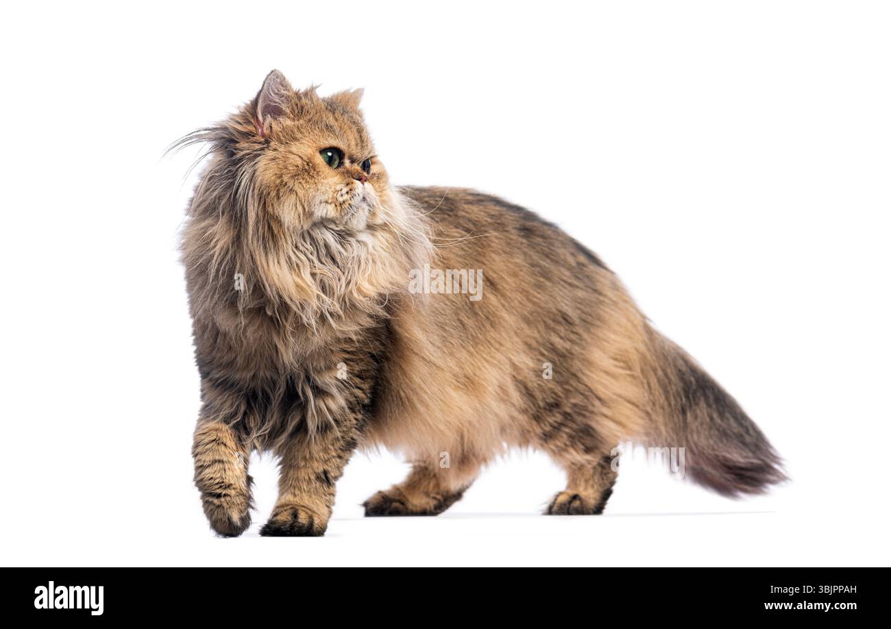 Chat persan marchant et regardant en arrière sur un fond blanc Banque D'Images