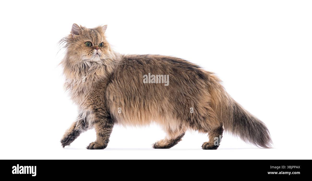 Chat persan marchant et regardant en arrière sur fond blanc Banque D'Images