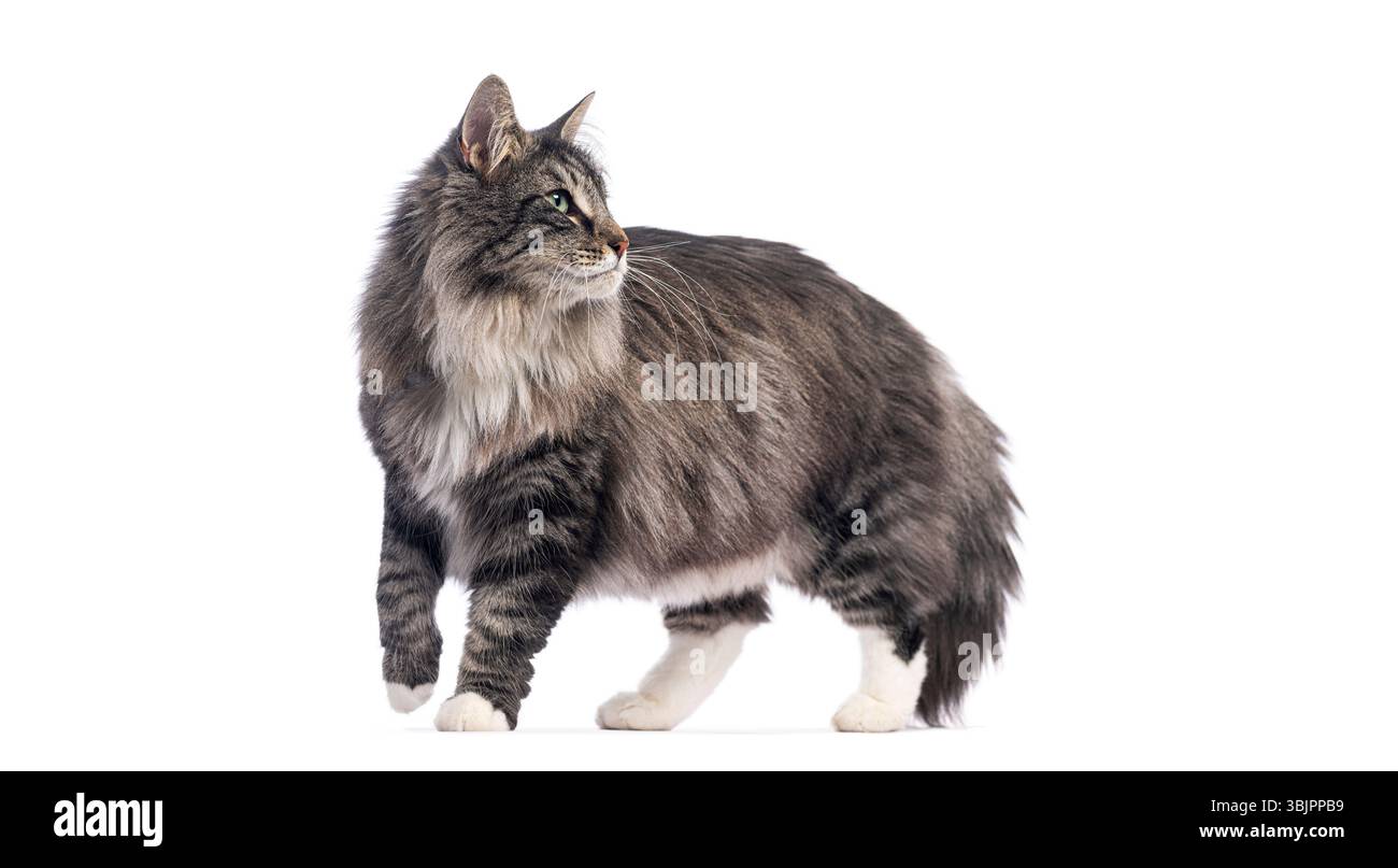 Fier chat de la forêt norvégienne marchant et regardant en arrière sur fond blanc Banque D'Images