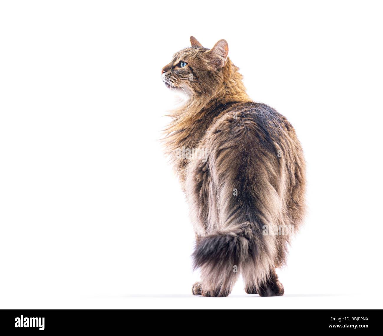 Chat européen à poil long est debout et regardant en arrière sur l'épaule sur fond blanc Banque D'Images