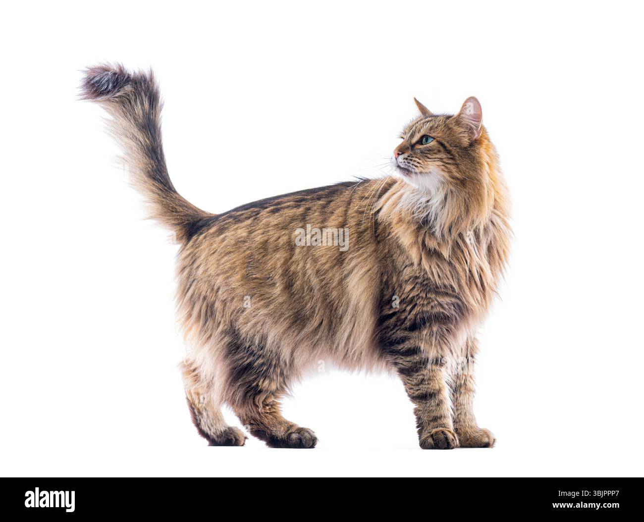 Photo de studio d'adorable chat européen brun debout avec la queue relevée et regardant en arrière-plan blanc Banque D'Images