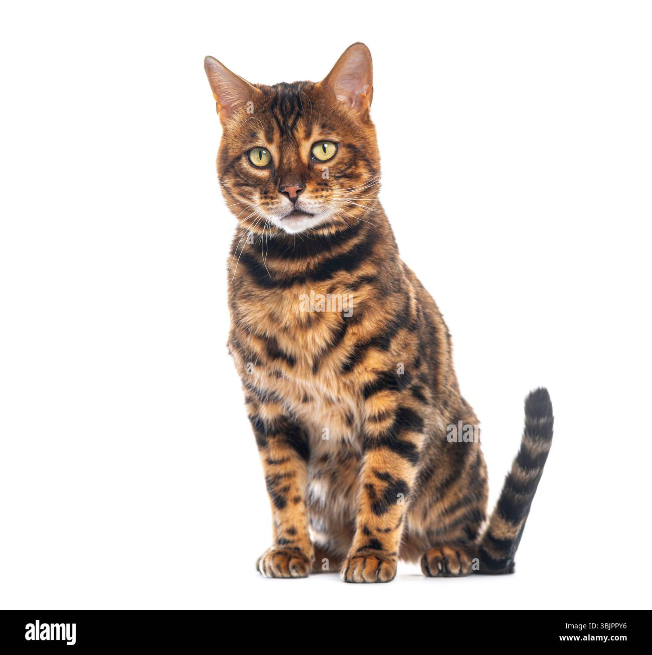 Studio shot de beau chat bengale assis et regardant vers l'avant sur fond blanc Banque D'Images