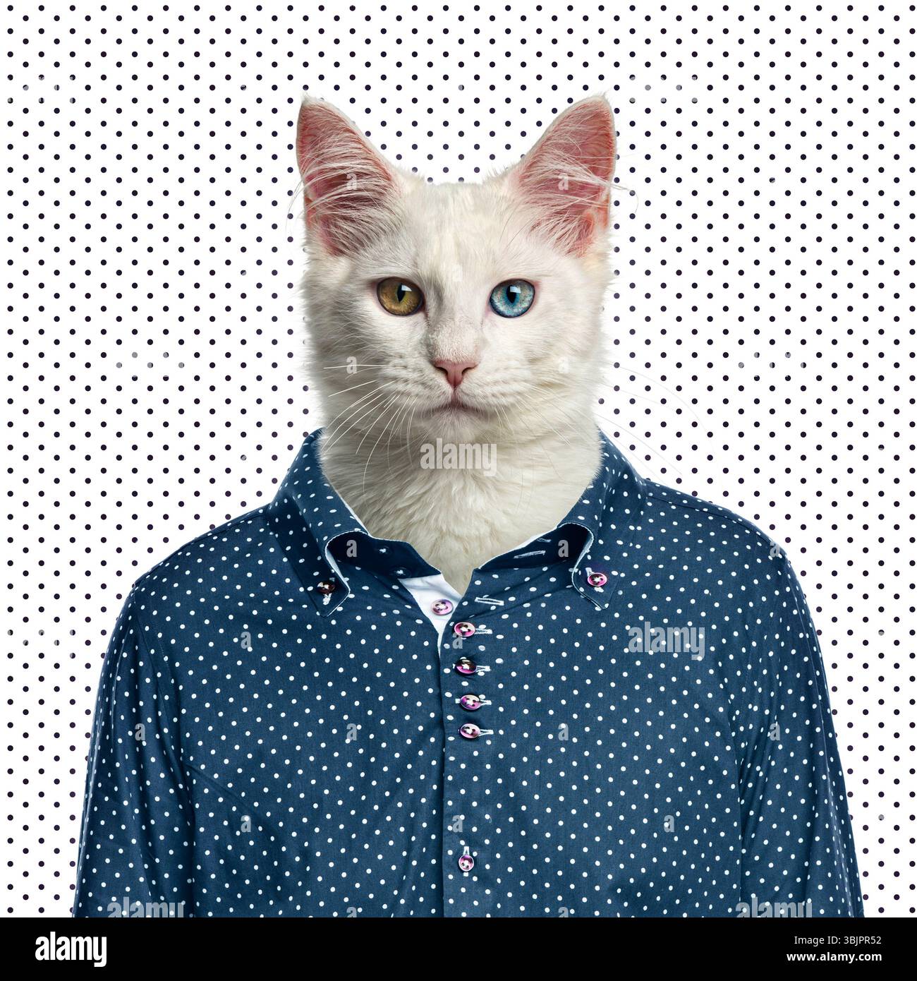 Chat blanc drôle avec hétérochromie portant une chemise bleue à pois sur un fond blanc à pois, regardant sérieusement Banque D'Images