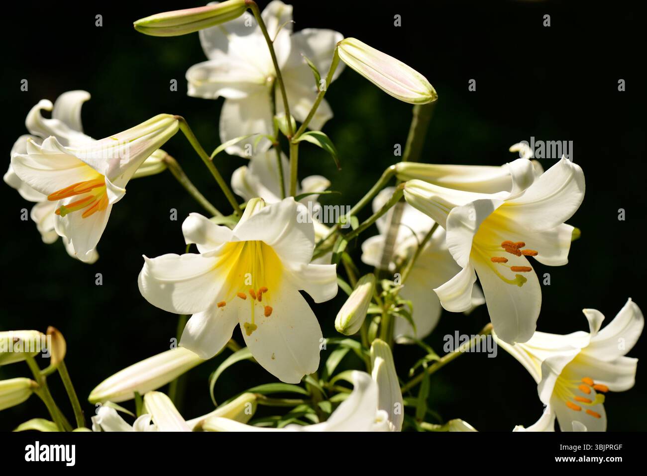 Lilium lancifolium Thunb à fleurs blanches. Ou Lily tigre présentant des fleurs en forme de trompette et des feuilles lancéolées en lumière naturelle sur fond sombre Banque D'Images
