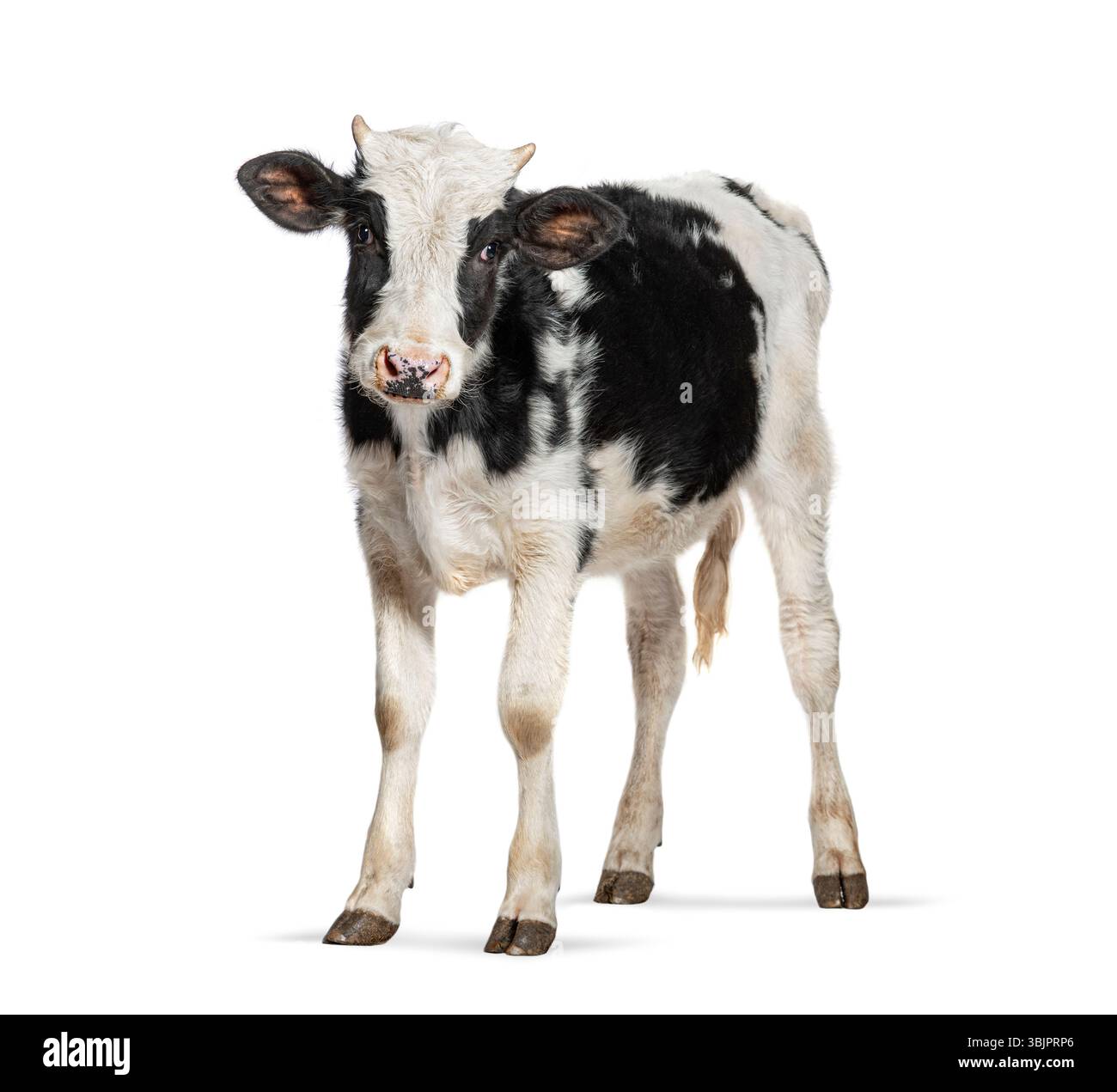 Adorable veau frison Holstein noir et blanc debout, isolé sur fond blanc Banque D'Images