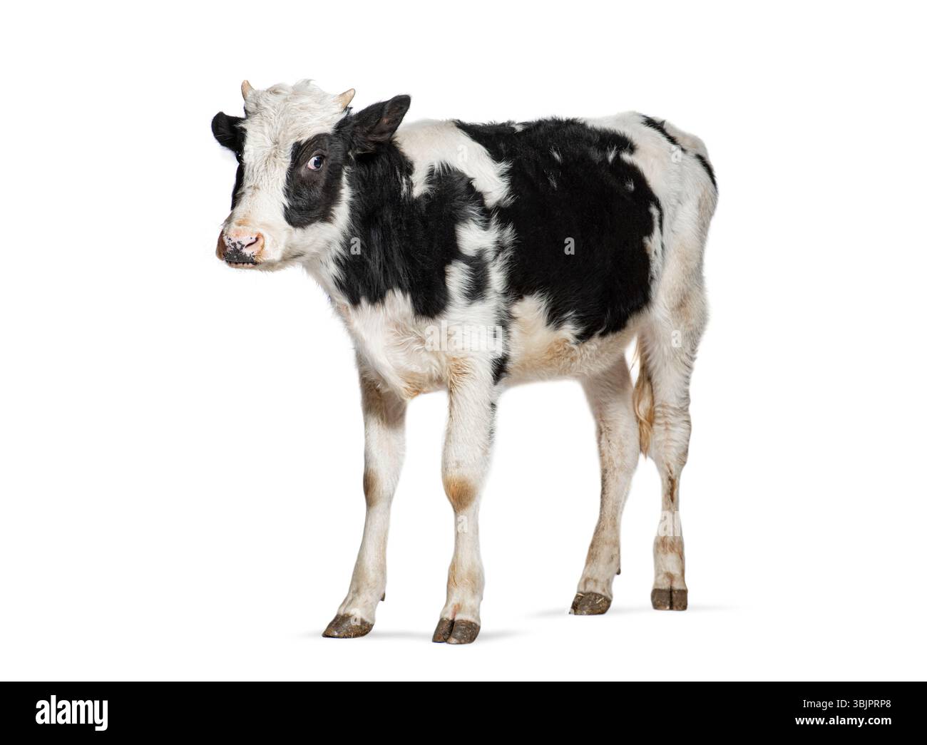 Adorable jeune veau frison Holstein avec des taches noires et blanches debout sur un fond blanc Banque D'Images