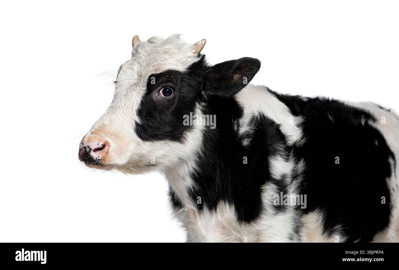 Gros plan d'une vache frisonne Holstein noire et blanche avec une expression calme Banque D'Images