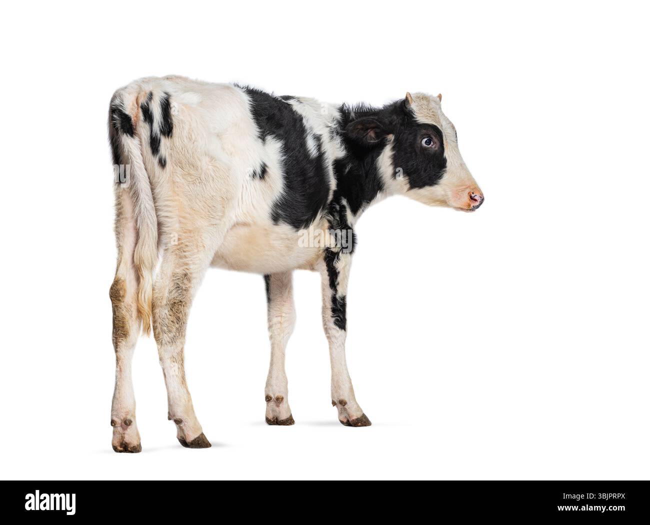 Vue latérale d'un jeune veau frison Holstein noir et blanc debout sur un fond blanc Banque D'Images