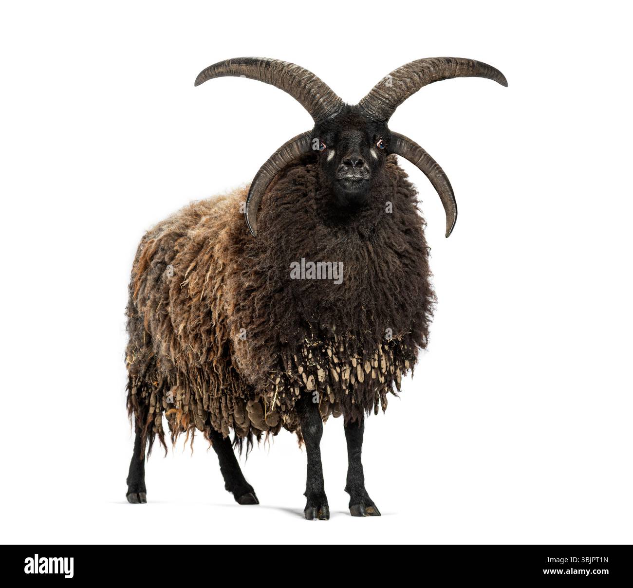 Photo du corps entier d'un mouton jacob avec ses quatre cornes distinctives, debout sur un fond blanc Banque D'Images