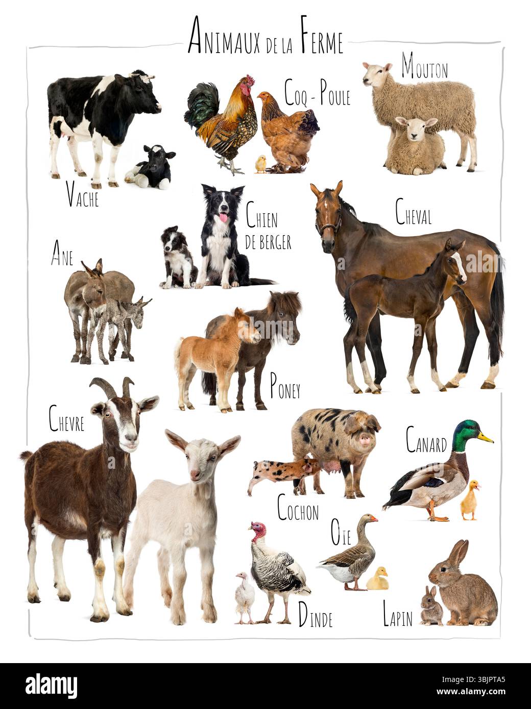 Tableau éducatif présentant divers animaux de ferme avec leur progéniture, y compris vache, mouton, poule, cheval, âne, chien, poney, chèvre, cochon, canard, dinde, Banque D'Images