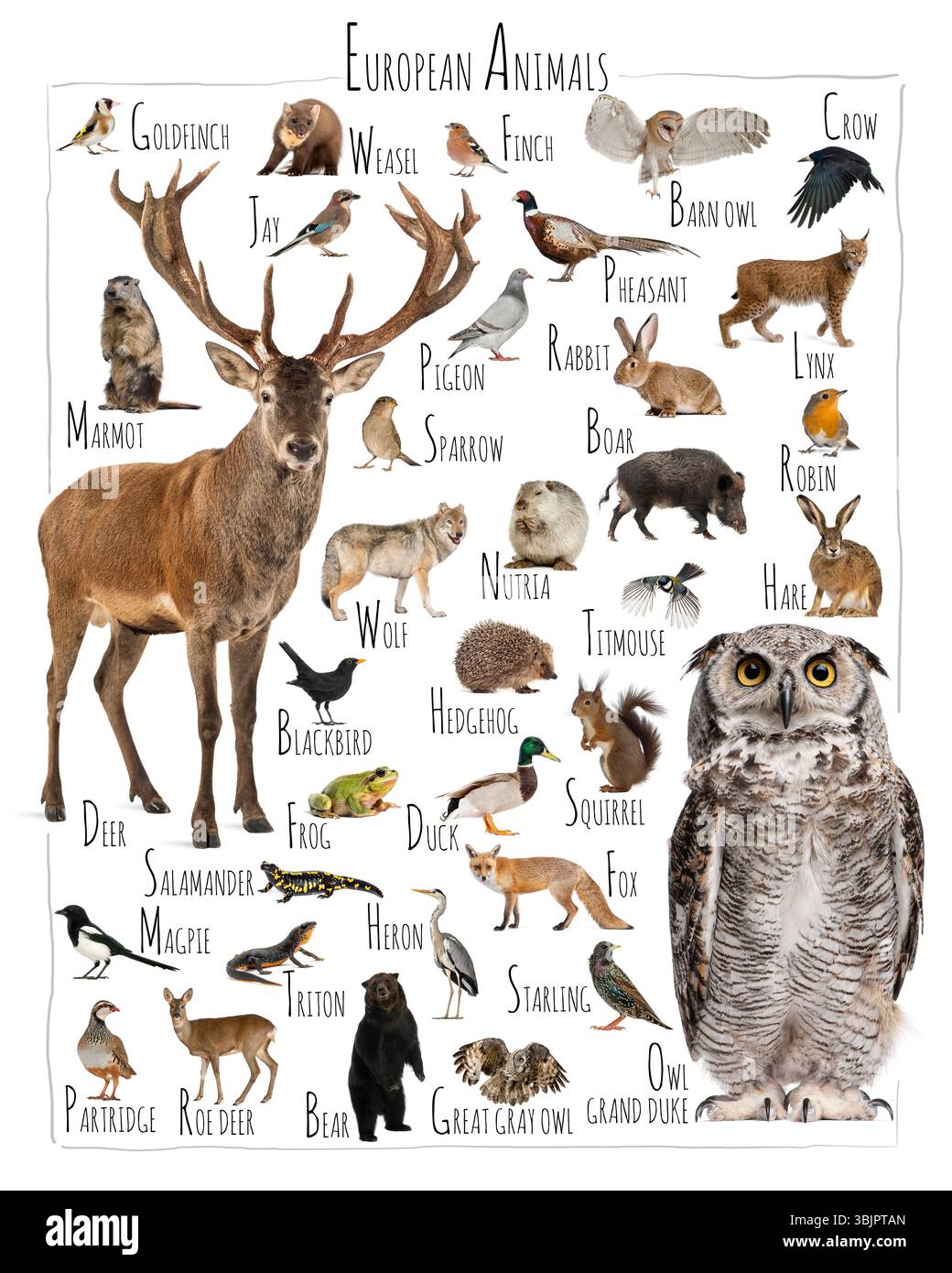 Tableau éducatif montrant divers animaux européens, y compris les mammifères, les oiseaux, les reptiles, les amphibiens et les poissons, parfait pour les amateurs de faune Banque D'Images