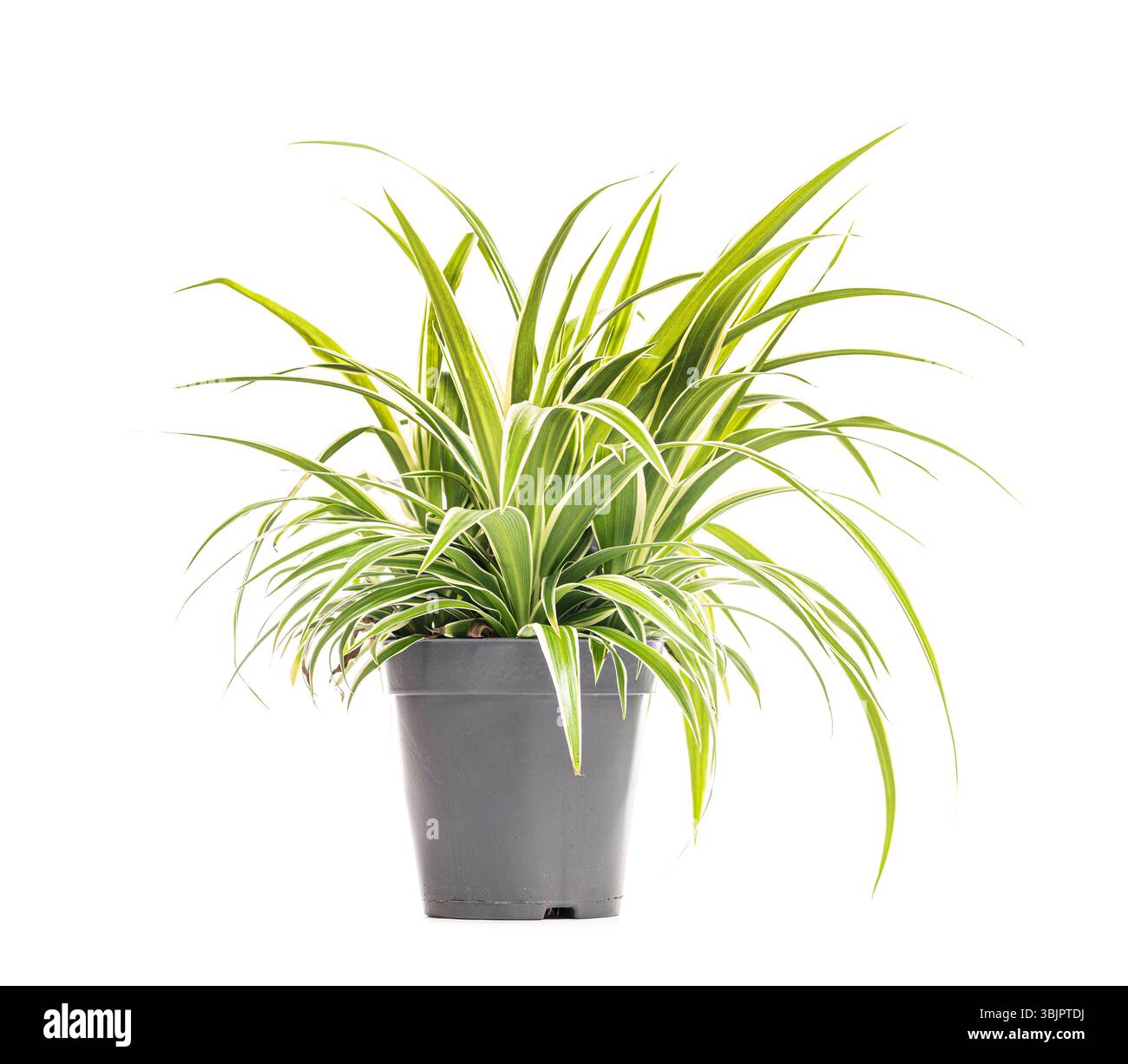 Plante d'araignée, également connue sous le nom de chlorophytum comosum, poussant dans un pot gris sur un fond blanc, représentant les concepts de jardinage à la maison, de soin des plantes, d'un Banque D'Images