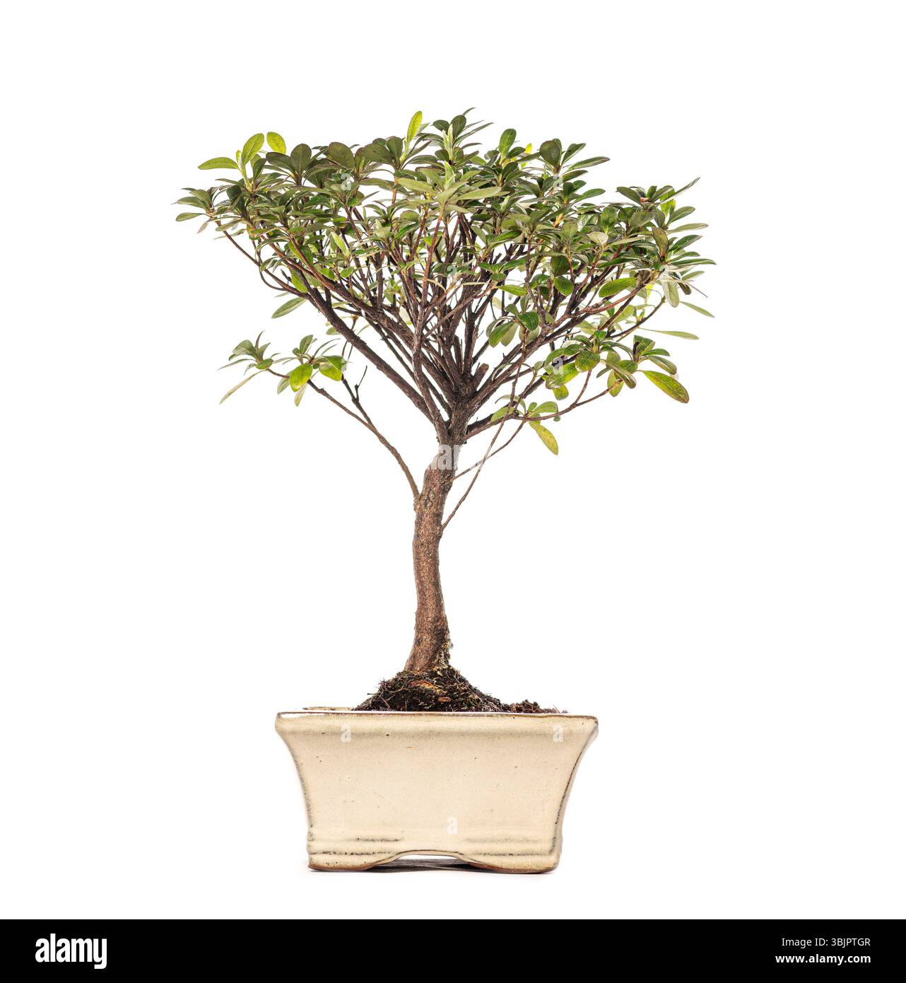 Plan studio d'un petit bonsaï rhododendron poussant dans un pot beige, isolé sur fond blanc Banque D'Images