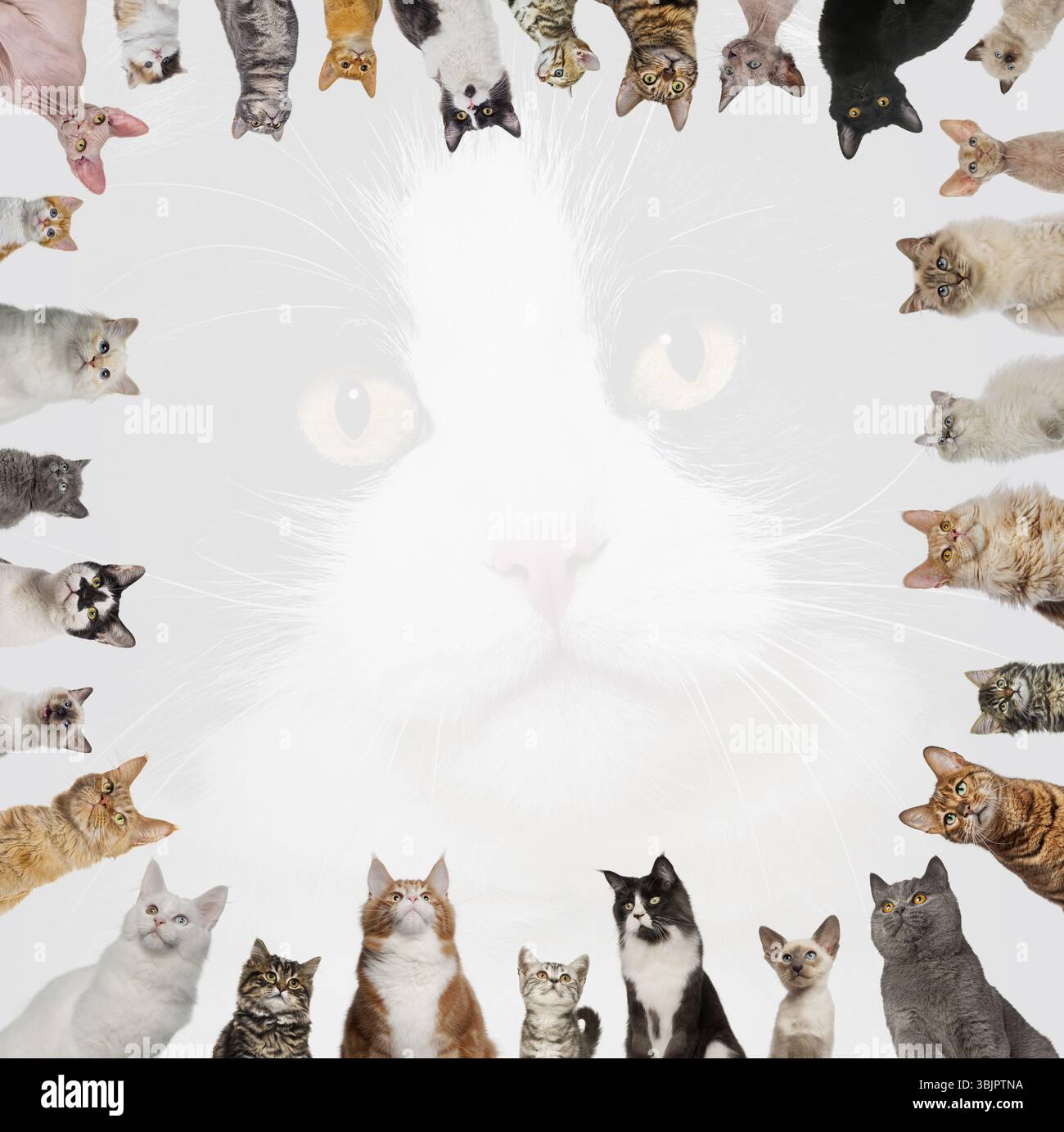 Beaucoup de chats de différentes races créant un cadre en regardant un grand visage de chat blanc Banque D'Images