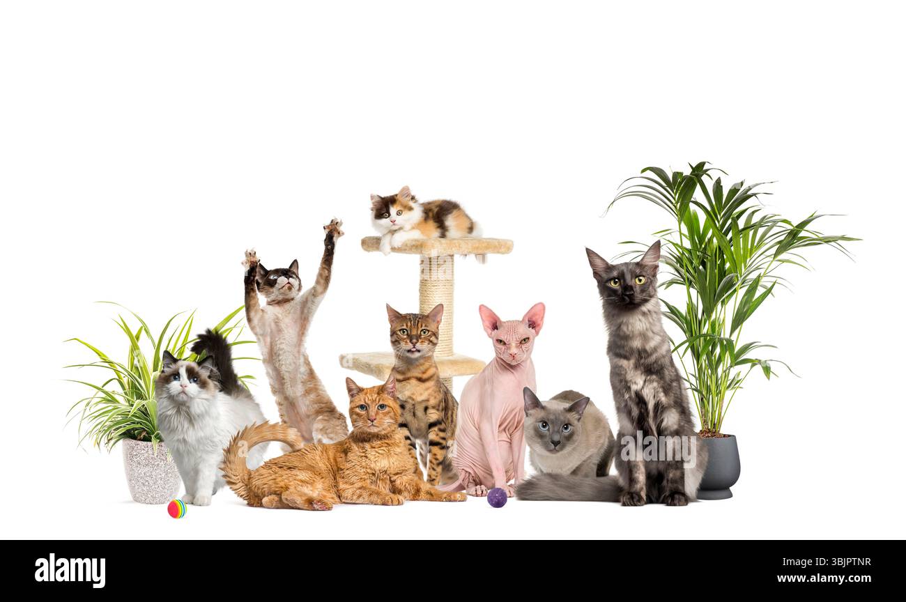 Groupe de différentes races de chats assis, couché et jouant ensemble, entouré de plantes d'intérieur et d'un arbre à chat, isolé sur blanc Banque D'Images