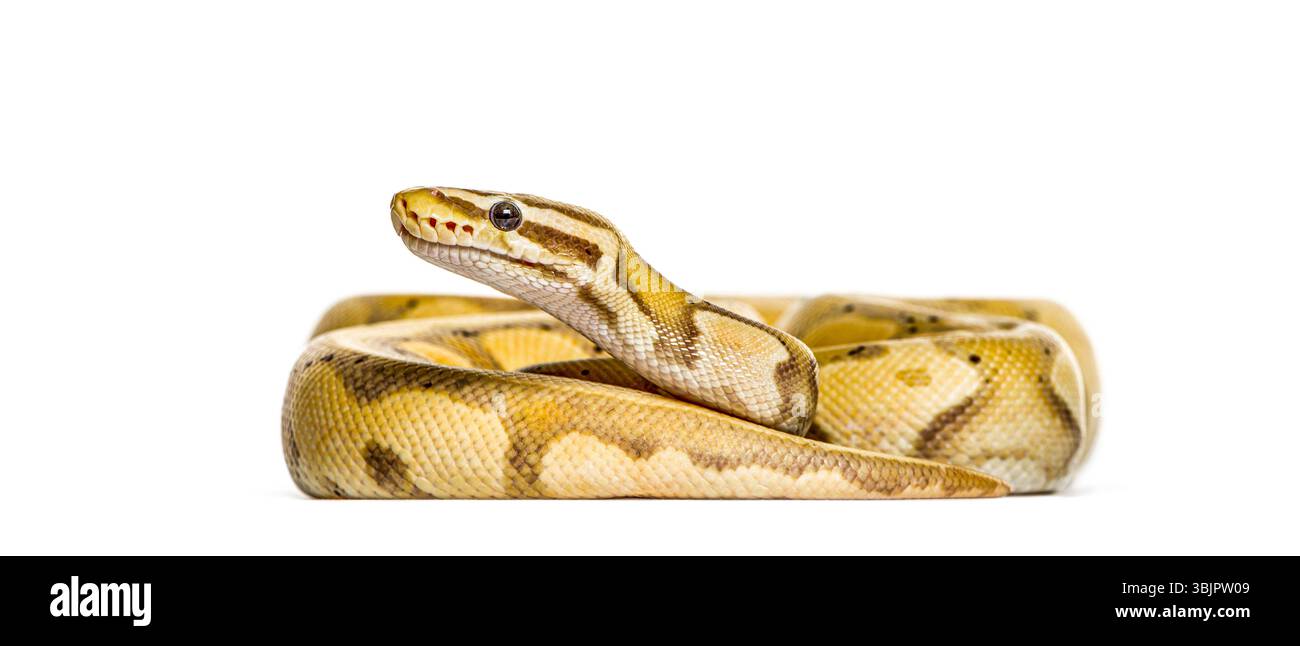 Serpent python luciole regardant vers le haut, isolé sur blanc Banque D'Images