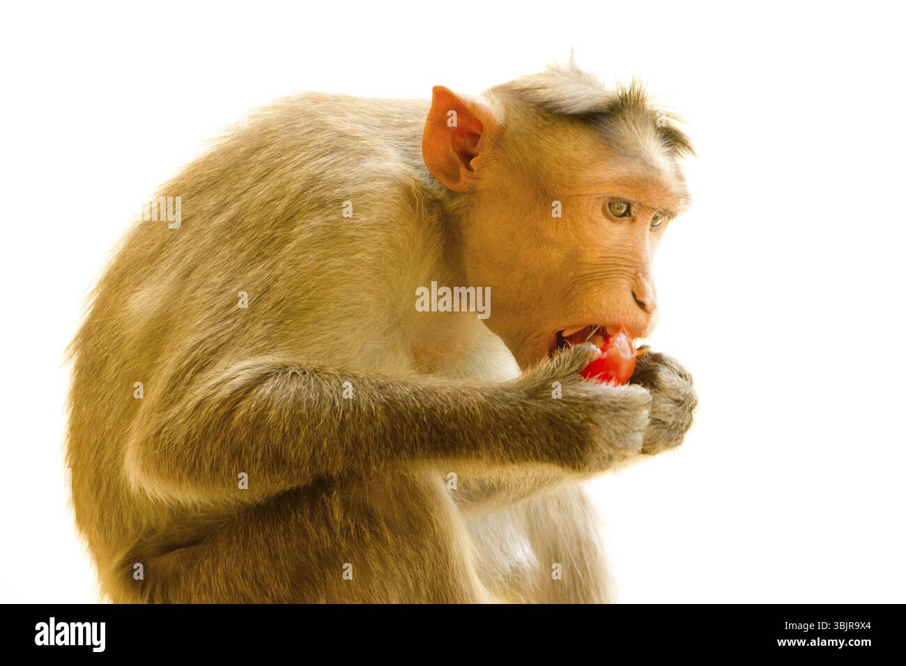 Les macaques indiens lat. Macaca radiata. animal sauvage primates sur un fond blanc. un animal de manger des aliments Banque D'Images