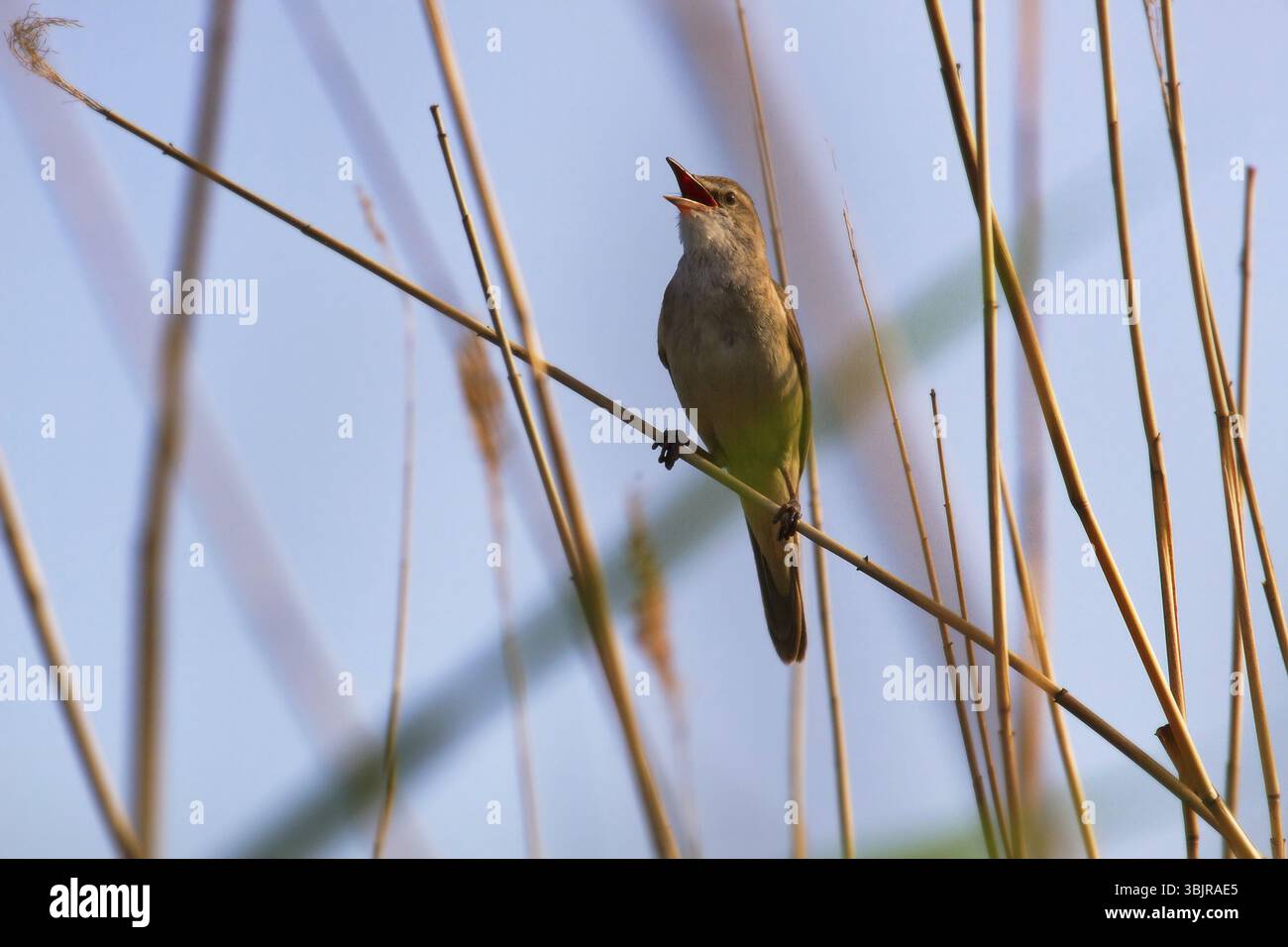 Le Grand Reed Warbler (Acrocephalus arundinaceus) chante sur le dessus des roseaux afin de protéger le territoire de nidification et d'attirer les femelles. Reproduct Banque D'Images