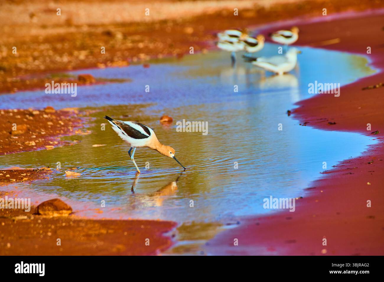 American Avocets recherche dans les eaux humides peu profondes à hauteur des yeux Banque D'Images