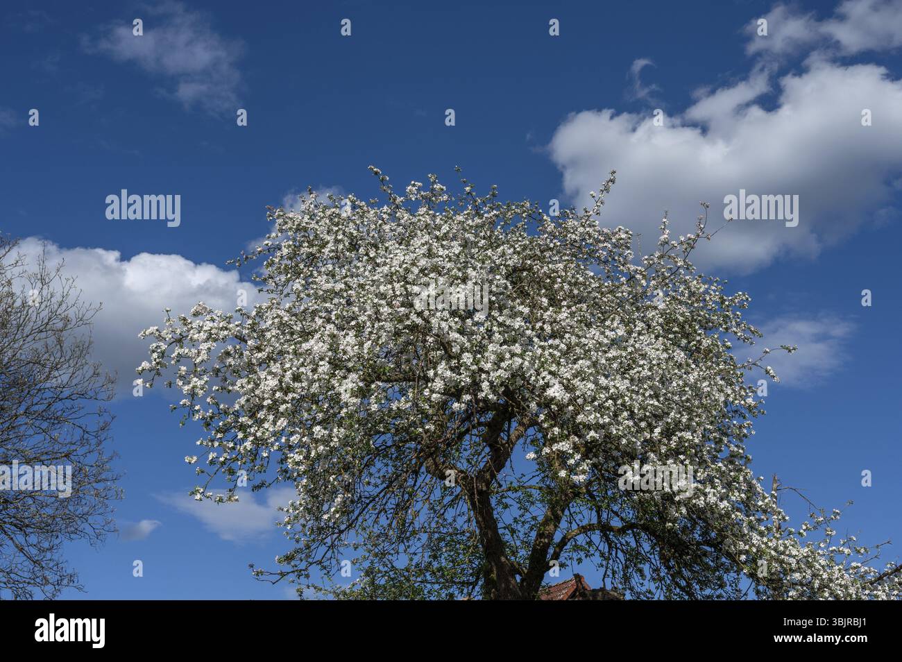Poire en fleurs (Prunus), ciel bleu, Bavière, Allemagne, Europe Banque D'Images