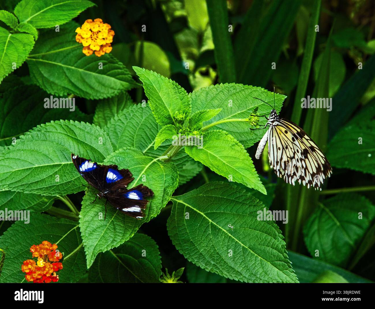 Hypolimnas Bolina - papillon Blue Moon Banque D'Images