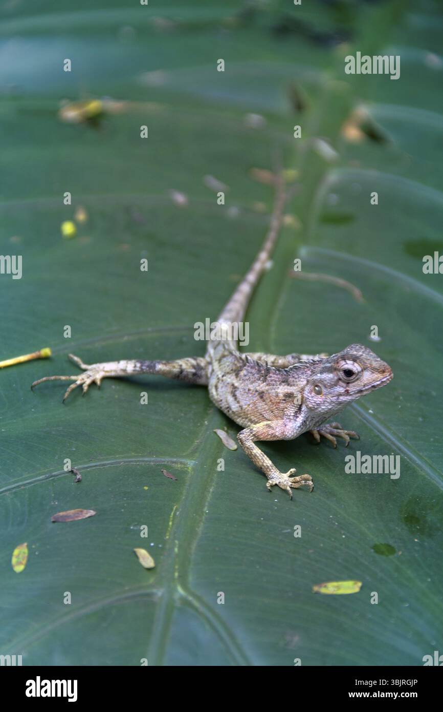 Le sang indien (Lizard de jardin commun, calotes versicolor, femelle couleur d'hiver) de la forêt tropicale à feuilles persistantes du Sri Lanka Banque D'Images