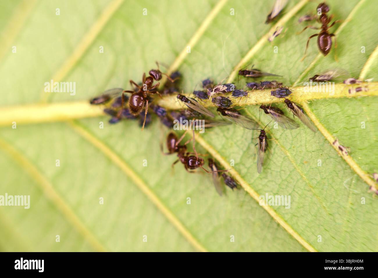 Élevage de fourmis pour l'élevage et la traite des pucerons sur le côté inférieur de la feuille verte. Fourmis ouvrières et femelles ailées. Macro Banque D'Images