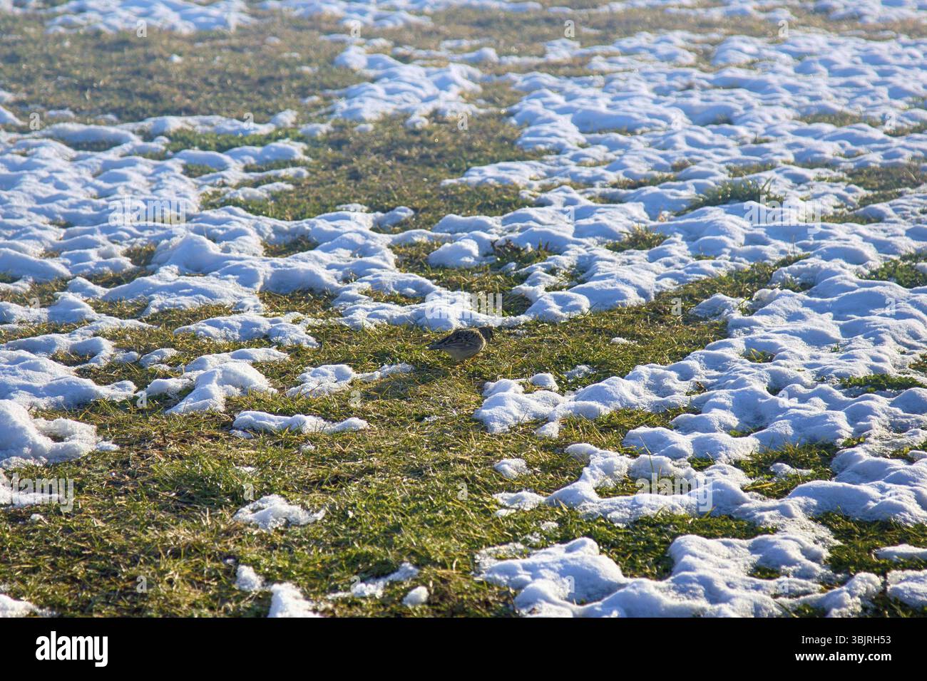 Herald Spring. Le premier oiseau précoce (alouette du ciel eurasien (Alauda arvensis) est arrivé du Sud et s'est nourri sur une tache décongelée dans la neige. Phénologie Banque D'Images