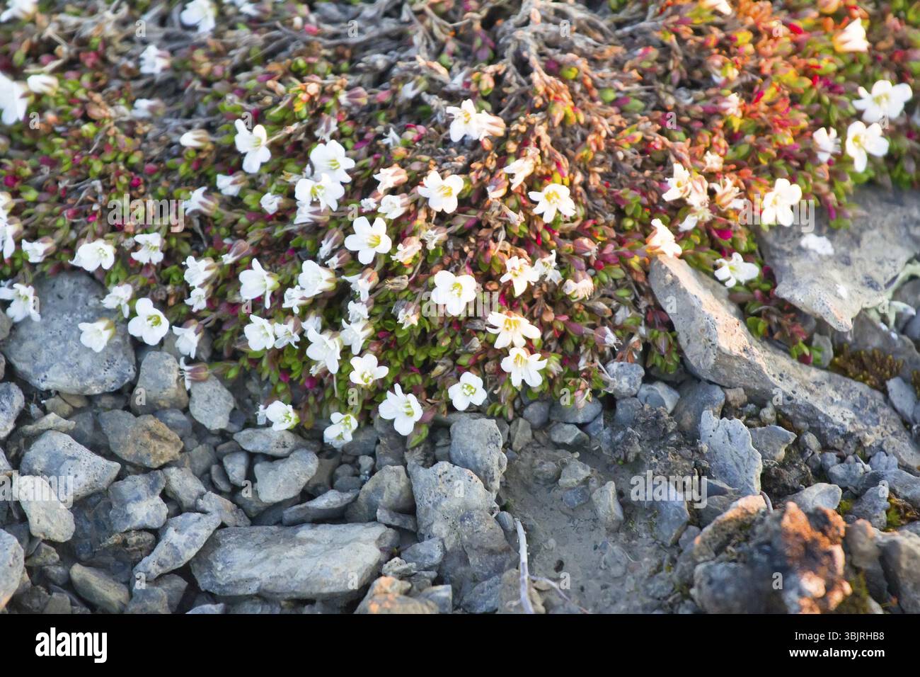 Les petites fleurs blanches aux feuilles succulentes sont habituelles pour le désert polaire. L'astium regelii (Cerastium regelii). Archipel de Novaya Zemlya. Russie Banque D'Images