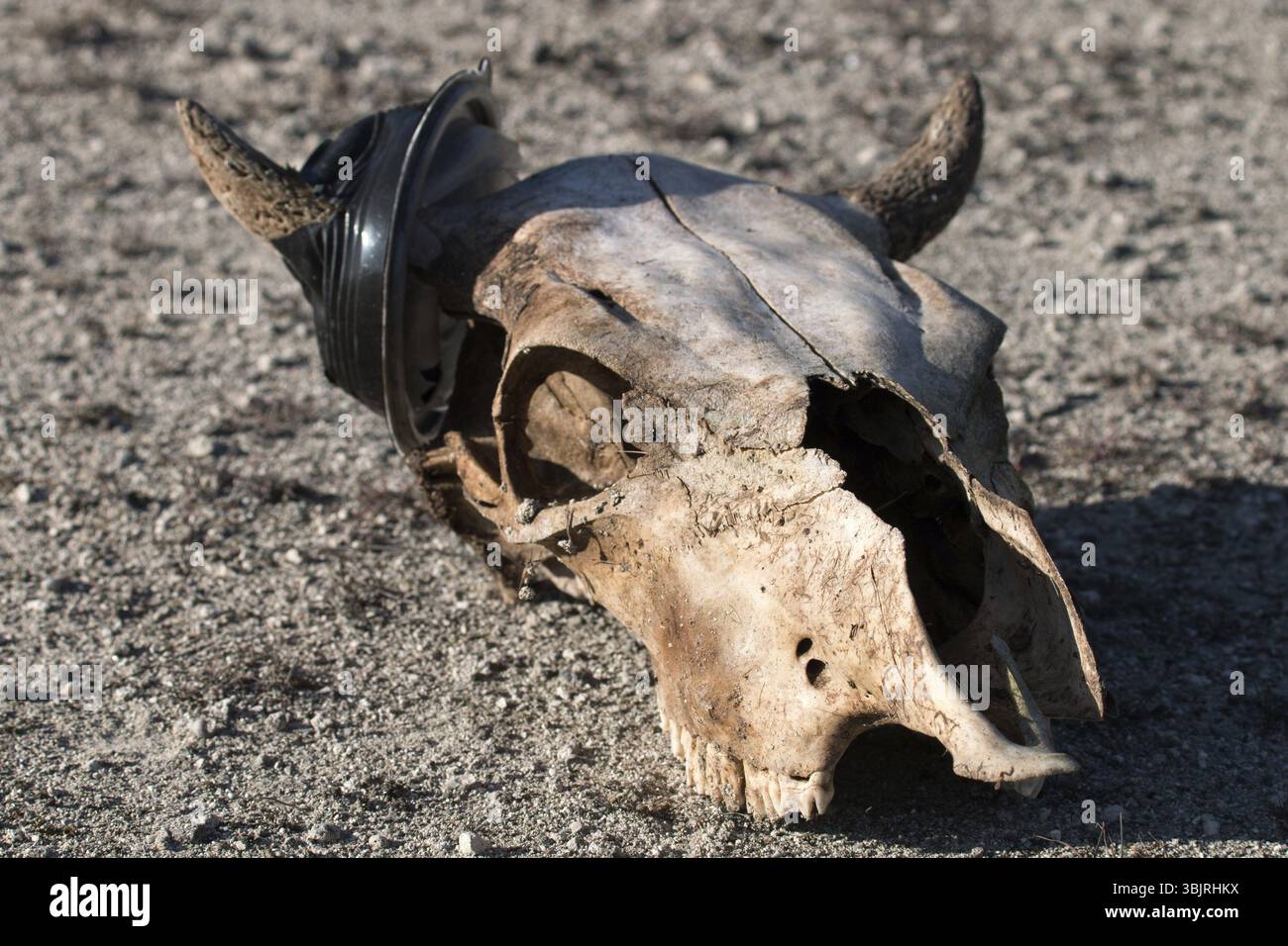 Une vache empoisonné par les déchets plastiques. Des problèmes avec les déchets sur la planète Banque D'Images
