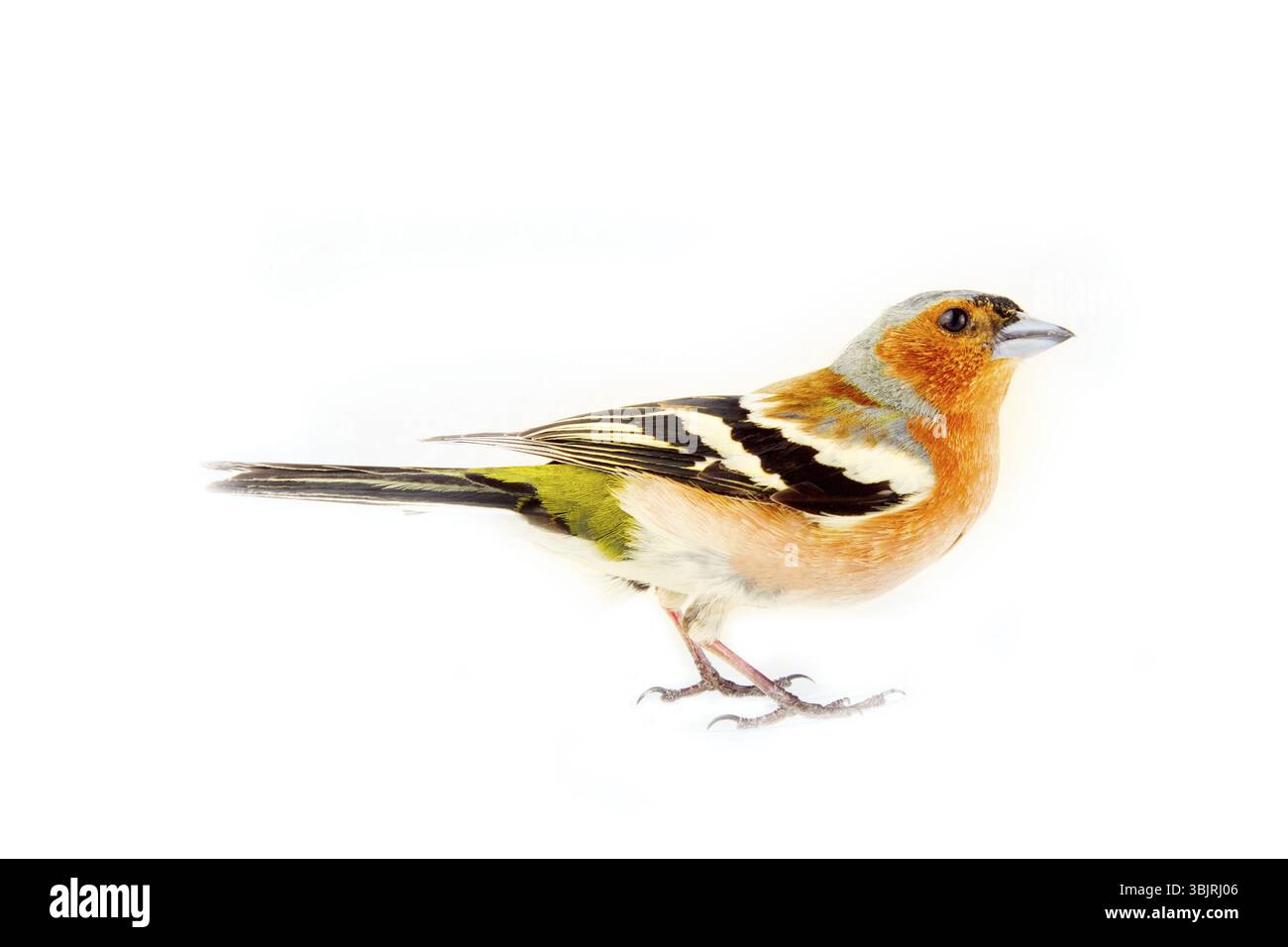Chaffinch (Fringilla coelebs) oiseau le plus commun d'Europe, oiseau de forêt, pinsons, bec épais, oiseaux granivores - mâle dans le plumage de reproduction brillant sur whi Banque D'Images