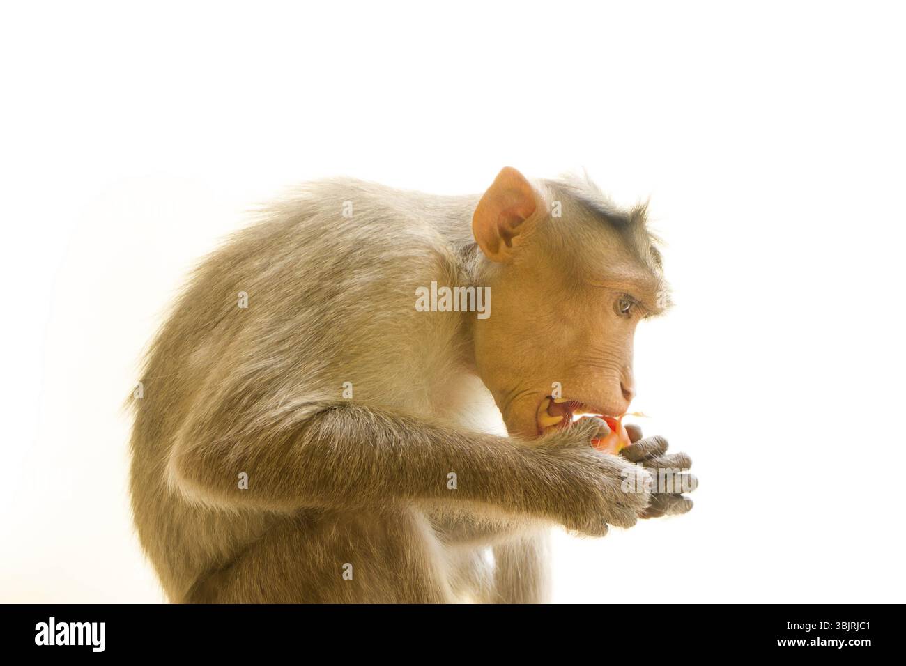 Les macaques indiens lat. Macaca radiata. animal sauvage primates sur un fond blanc. un animal de manger des aliments Banque D'Images