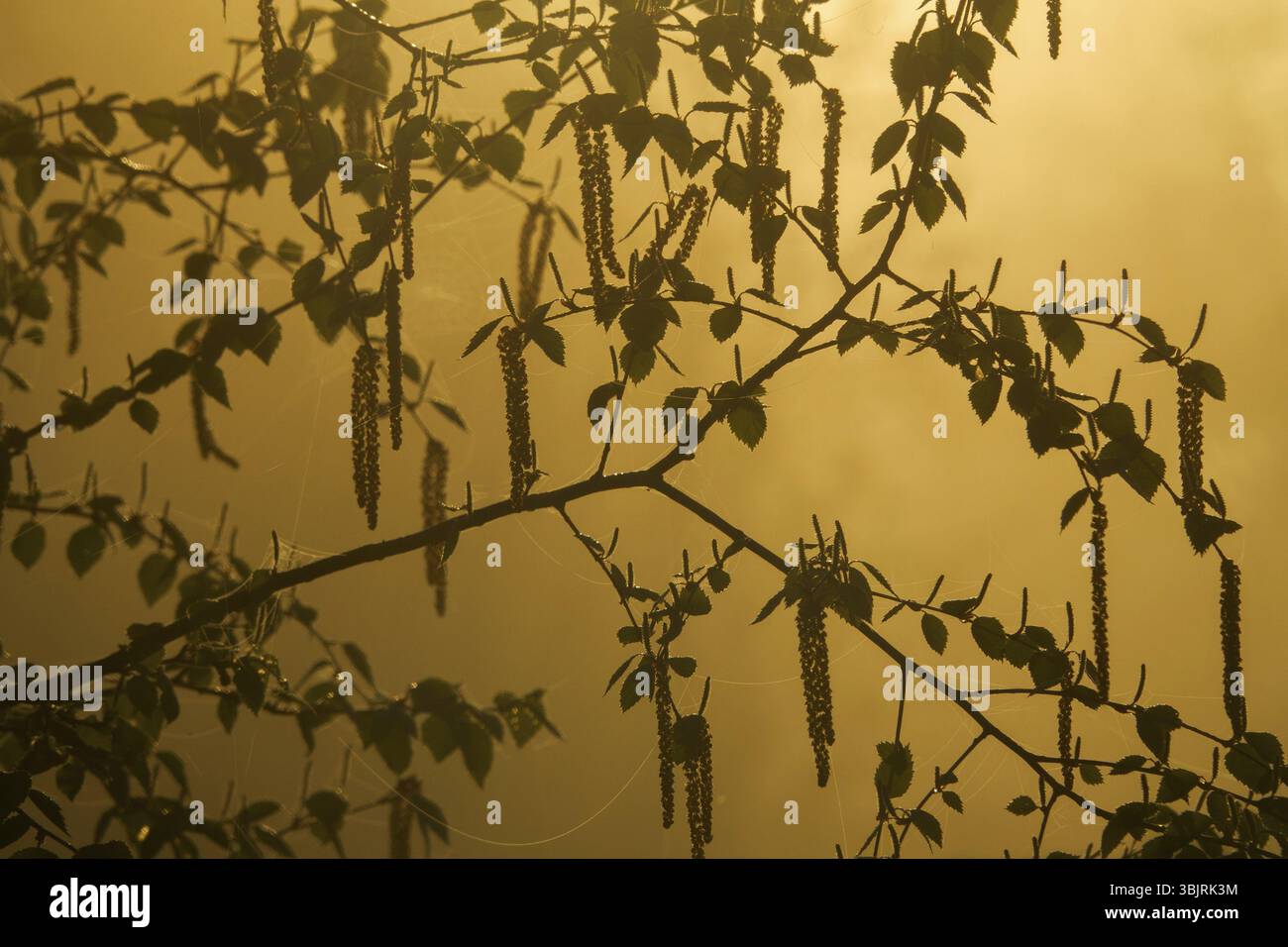 Science forestière, dendrologie. Bouleau à fleurs (Betula verrucosa). Jeunes feuillages et chatons dans le brouillard, toile dans la rosée Banque D'Images