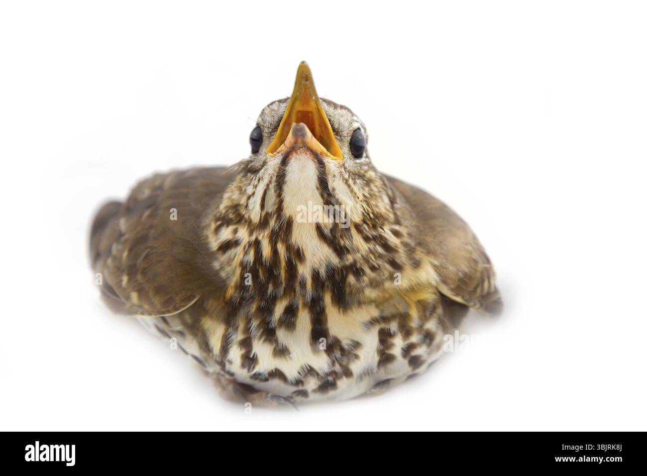 Mavis, Turdus philomelos, gros plan. Interaction conjugale. Femelle en posture de mendicité nichante pour la nourriture, comportement de cour. Isolé sur blanc b Banque D'Images