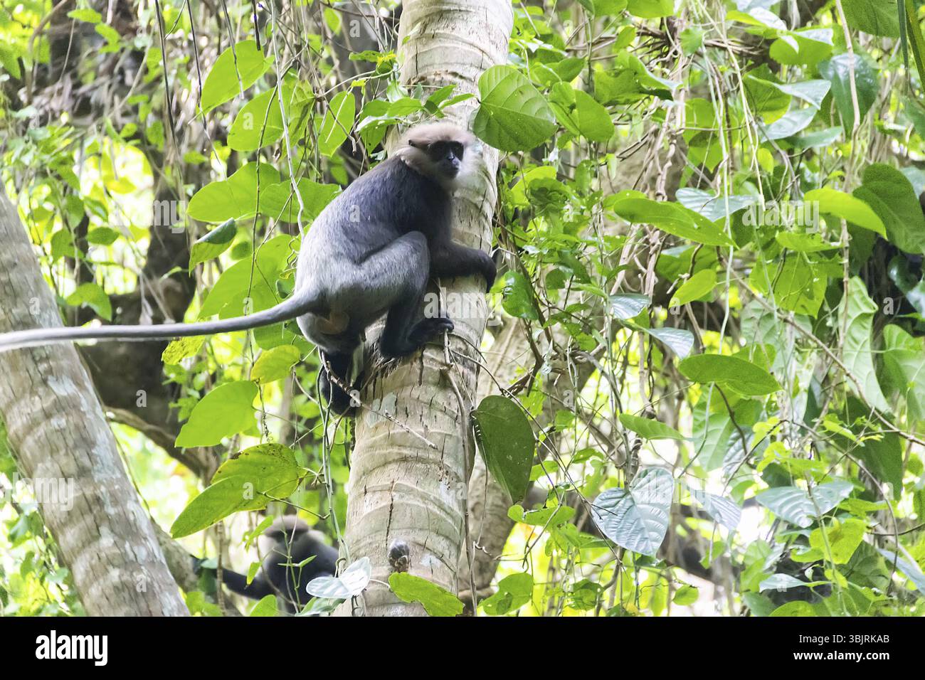 Le langur à face violette (Trachypithecus vetulus) est endémique au Sri Lanka et risque de disparaître en raison de sa faible population. Les primates du Sri Lanka, Centr Banque D'Images