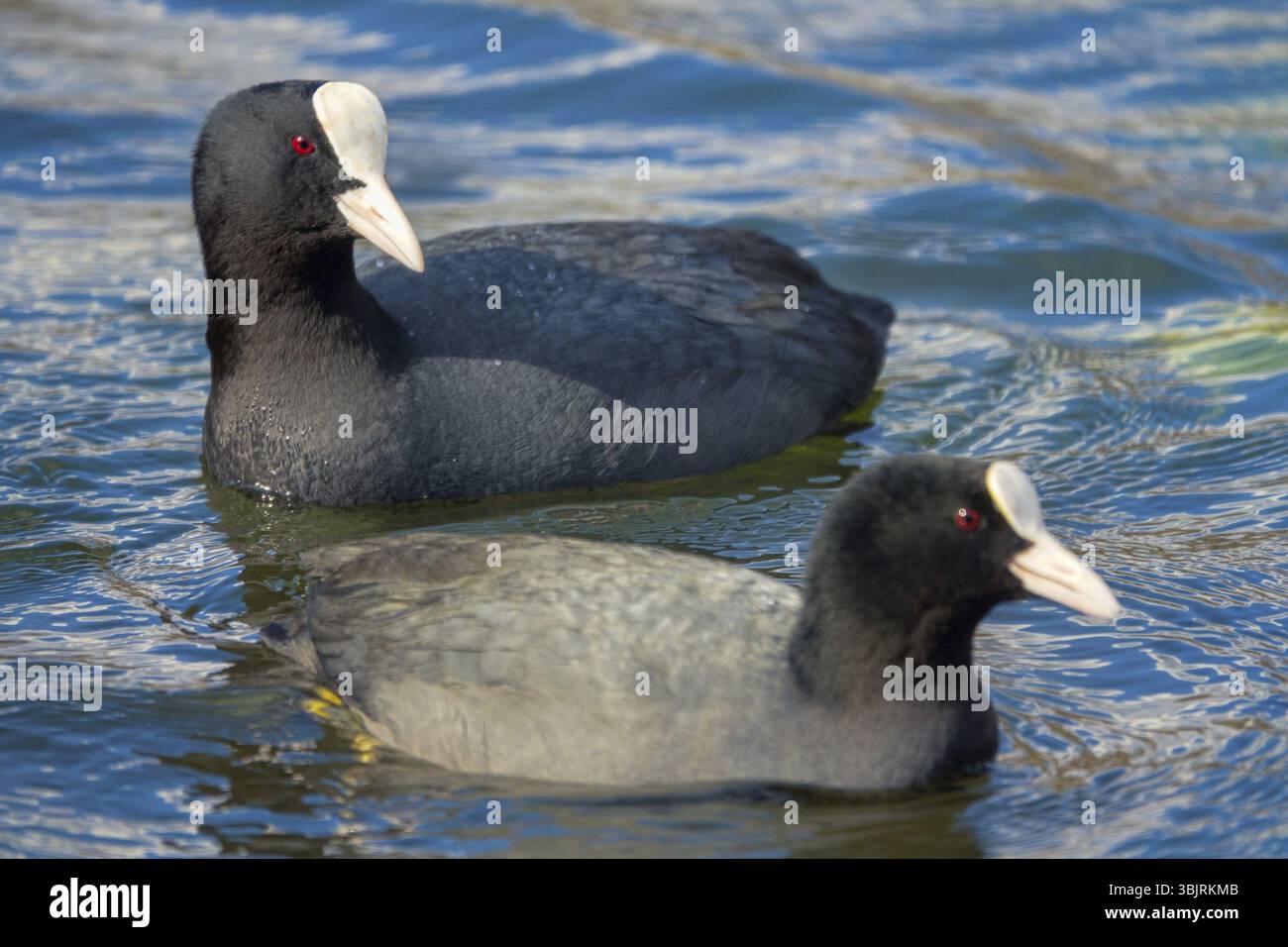 Craot (Fulica atra) nage, plonge et se nourrit en eau claire. Se nourrir d'algues et de macrophytes. Gros plan sur les oiseaux Banque D'Images