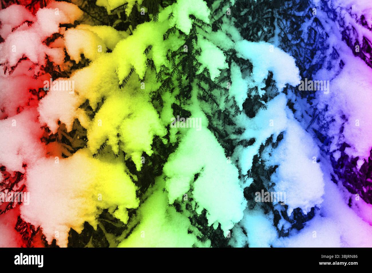 Motifs de Noël et du nouvel an. Arbres de Noël colorés couverts de neige festifs dans la neige Banque D'Images