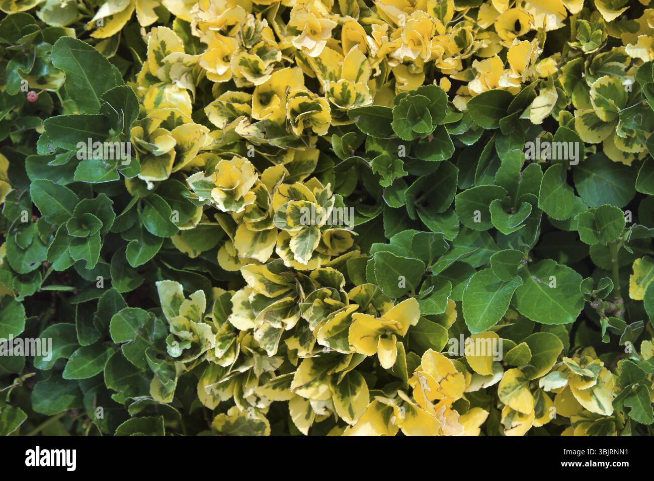 La clôture (vert) de couverture verdoyante de plantes à feuilles persistantes (arbustes à feuilles persistantes). Garden Design Banque D'Images
