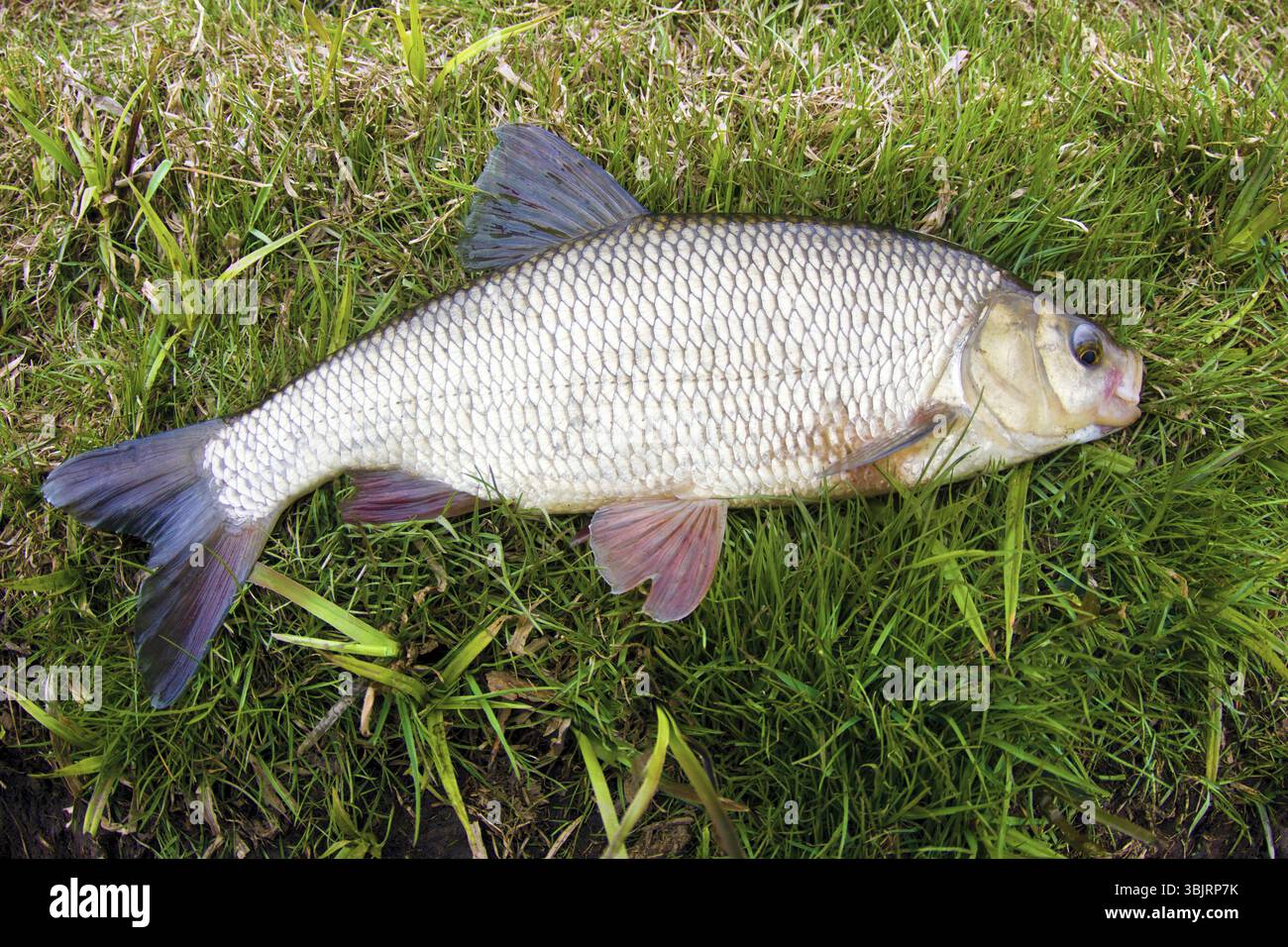 Un trophée enviable d'un pêcheur avec une canne à pêche dans un fleuve d'Europe du Nord. IDE, Nerfling (Leuciscus idus) plus de 1, 5 kg Banque D'Images