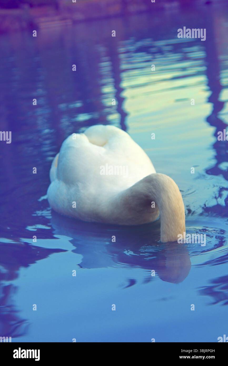 Observation passionnante des cygnes dans le Parc. de beaux oiseaux se nourrissent dans l'étang Banque D'Images