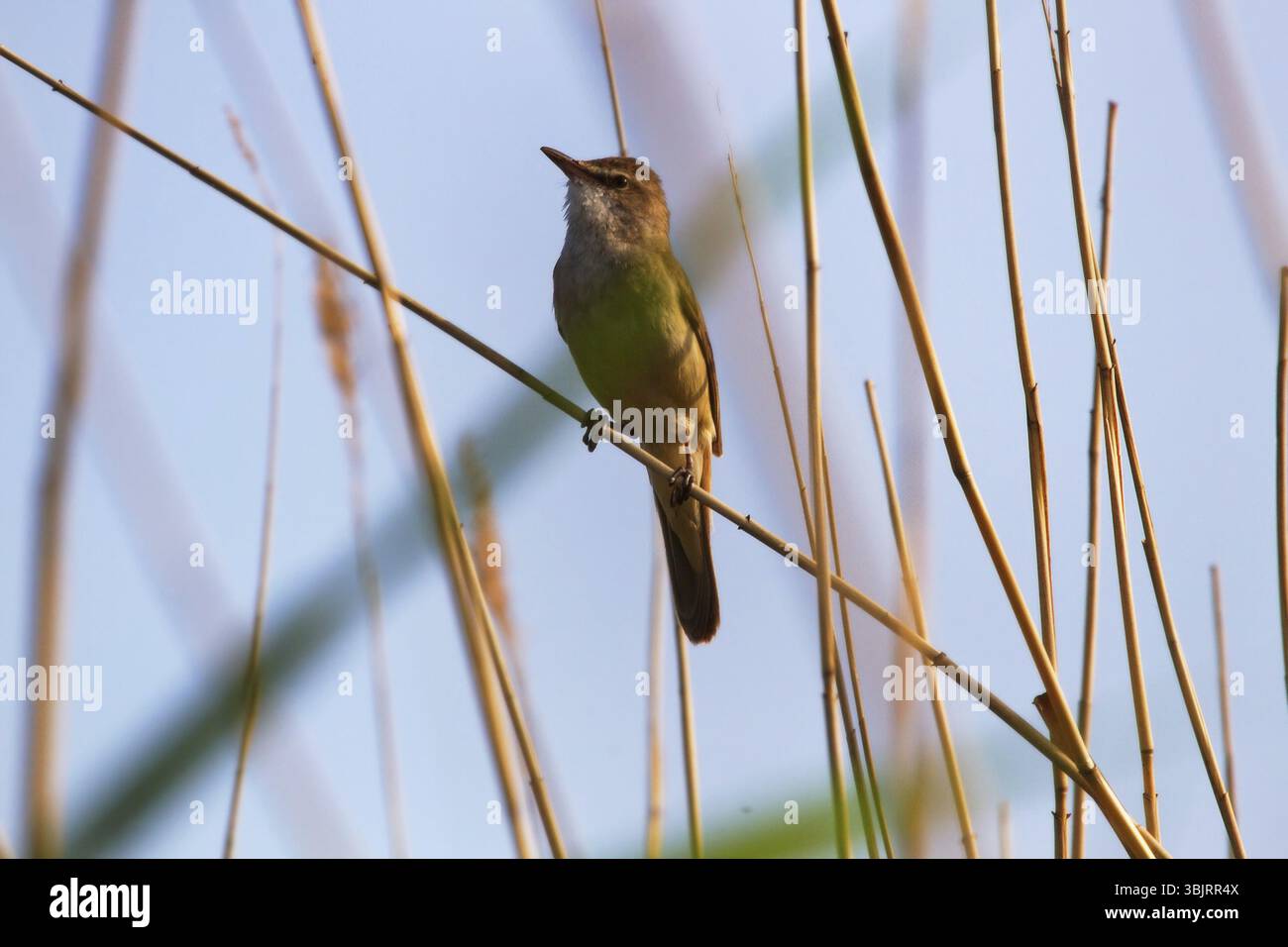 Le Grand Reed Warbler (Acrocephalus arundinaceus) chante sur le dessus des roseaux afin de protéger le territoire de nidification et d'attirer les femelles. Reproduct Banque D'Images