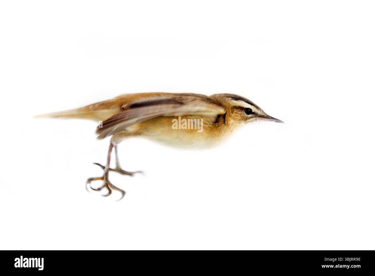 Paruline à sanglots (Acrocephalus schoenobaenus), échassier, passereaux - fond blanc. Habitations de banques marécageuses et réémiques, chante souvent en sautant f Banque D'Images
