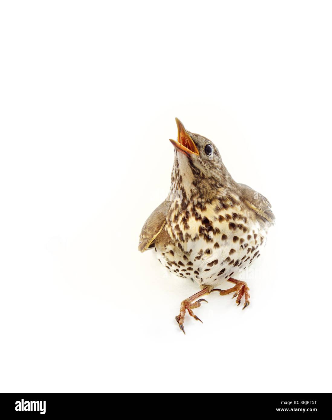 Mavis, Turdus philomelos, gros plan. Interaction conjugale. Femelle en posture de mendicité nichante pour la nourriture, comportement de cour. Isolé sur blanc b Banque D'Images