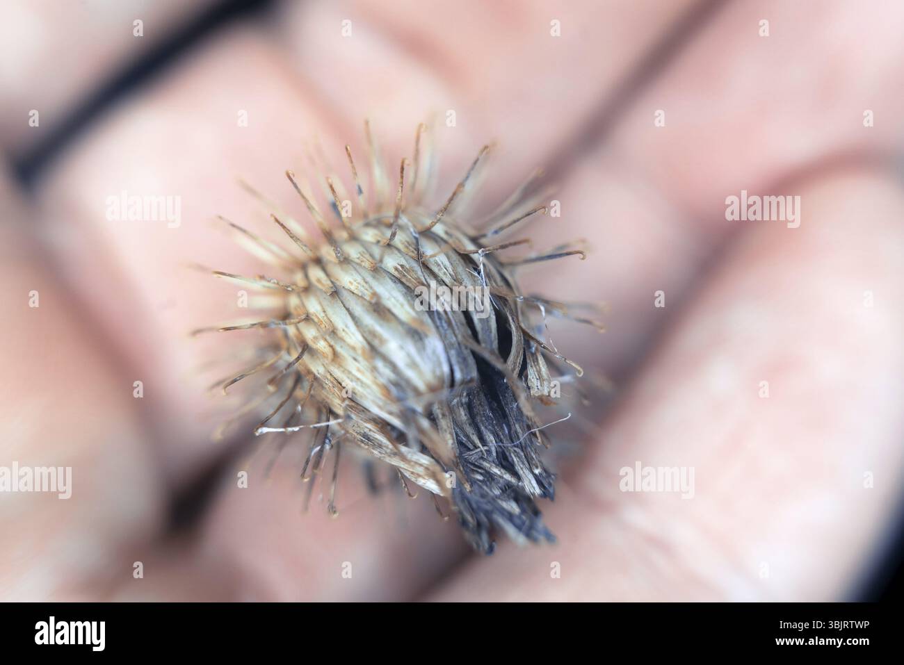 Bardane (quai à cuckold (Arctium lappa)). Les crochets se détachent et s'accrochent aux poils d'animaux et aux vêtements humains. - c'est ainsi que les graines sont propagées (semi Banque D'Images