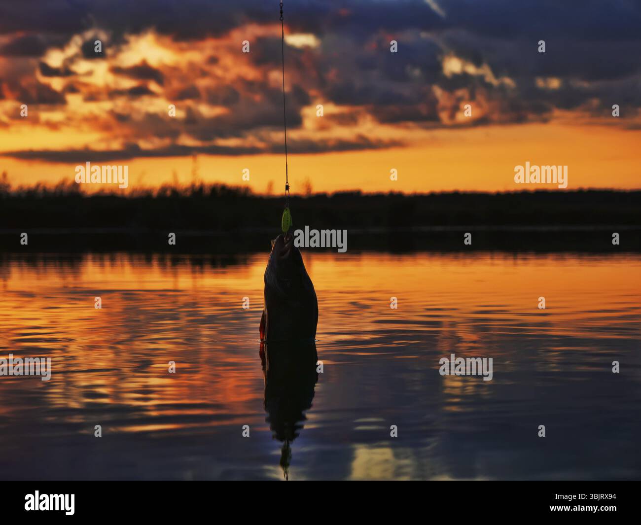 Pêche au coucher du soleil. Capture de poissons prédateurs sur la filature. Couleurs de coucher de soleil sur la surface de l'eau, chemin ensoleillé du soleil bas. Perchaude sur la cupule jaune Banque D'Images
