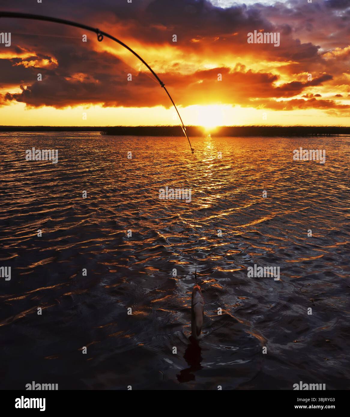 Pêche au coucher du soleil. Capture de poissons prédateurs sur la filature. Couleurs de coucher de soleil sur la surface de l'eau, chemin ensoleillé du soleil bas. Nerfling pris sur un disque Banque D'Images
