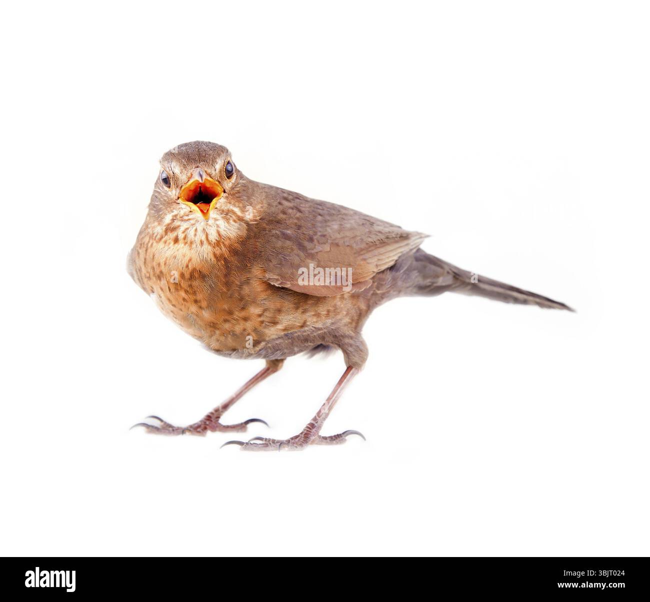Femelle Blackbird suppliant pour la nourriture pendant la cour. Une des façons de voir le Merle (Turdus merula) qui mène une vie cachée. Oiseaux forestiers en ville Banque D'Images