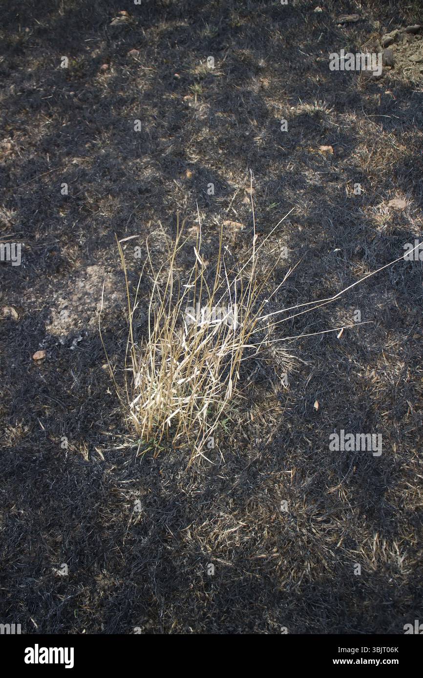 Brûler avec un terrain de feu dans la nature. plantes sèches sur un sol noir Banque D'Images