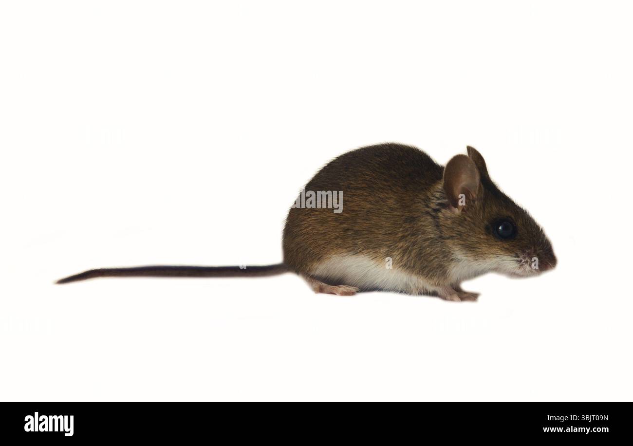 Theriologie. Rongeurs de souris des forêts boréales, au nord-est de l'Europe. Souris forestière, souris en bois (Apodemus sylvaticus). Isolé sur un fond blanc Banque D'Images